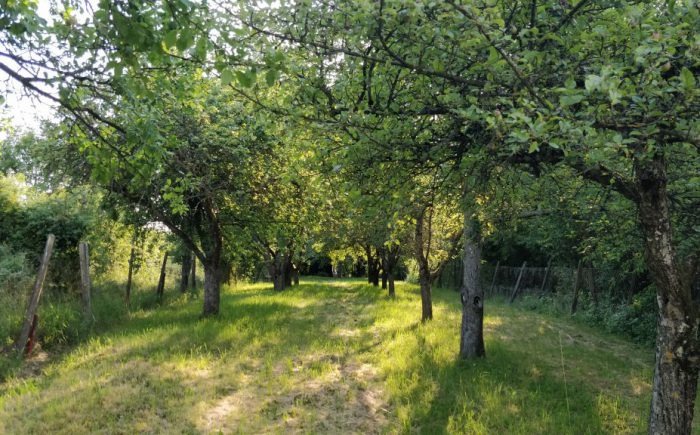 Obstbaumbestand Freizeitgrundstück Beilstein