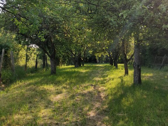 Obstbaumbestand Freizeitgrundstück Beilstein